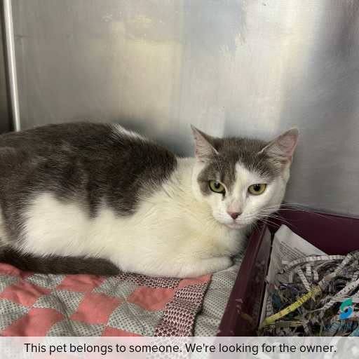 Photo of cat with ID of : C260011.