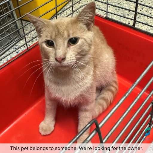 Photo of cat with ID of : C260012.