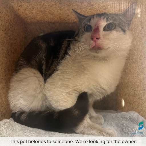 Photo of cat with ID of : C260016.