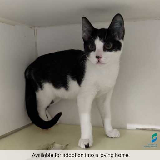 Photo of cat with ID of : C260038.