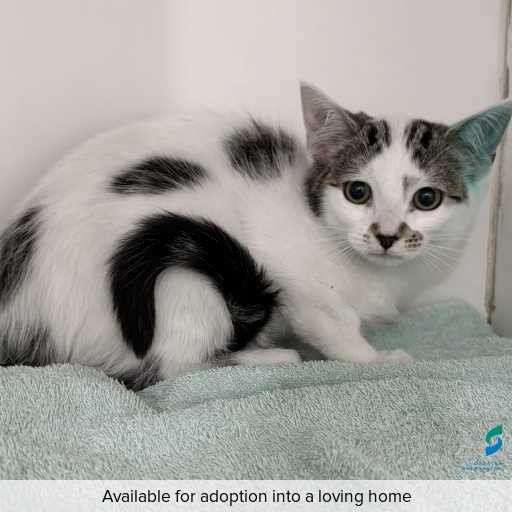 Photo of cat with ID of : C260067.