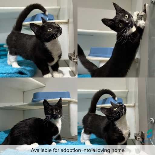 Photo of cat with ID of : C260098.