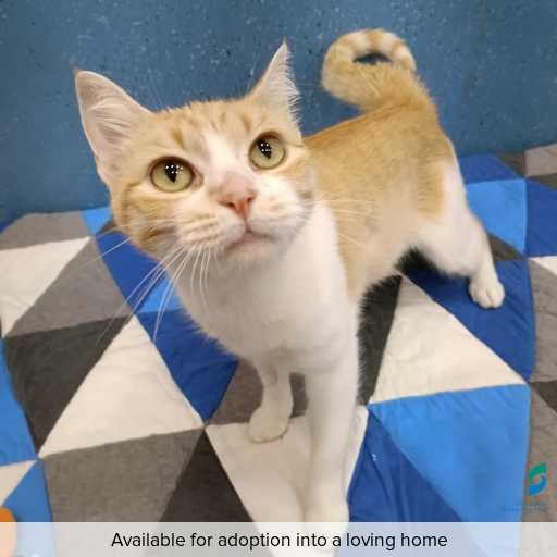 Photo of cat with ID of : C260169.