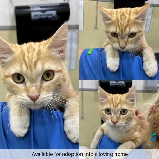 Photo of cat with ID of : C260170.