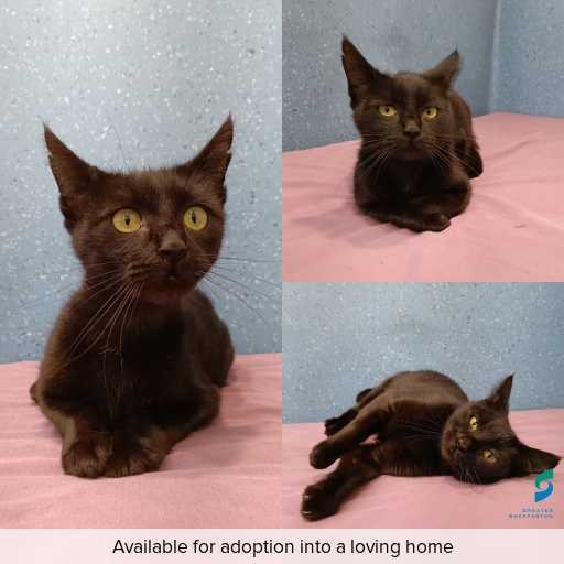 Photo of cat with ID of : C260172.