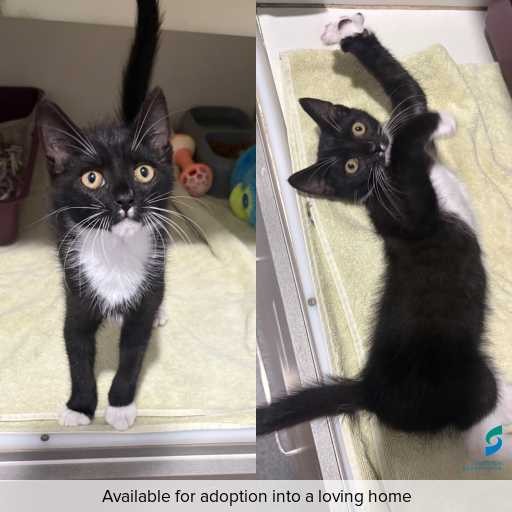 Photo of cat with ID of : C260180.