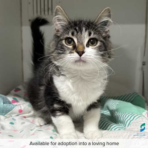 Photo of cat with ID of : C260191.