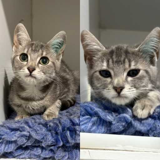 Photo of cat with ID of : C260221.