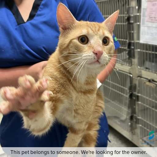 Photo of cat with ID of : C260261.