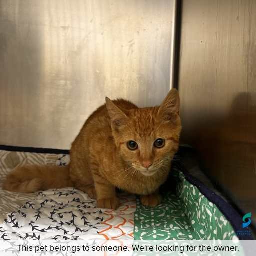 Photo of cat with ID of : C260267.