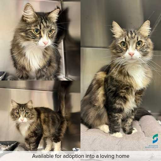 Photo of cat with ID of : C260274.