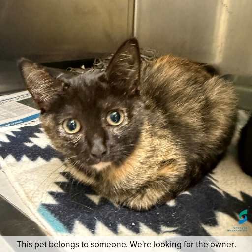 Photo of cat with ID of : C260277.