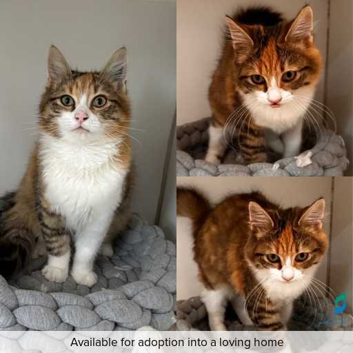 Photo of cat with ID of : C260289.