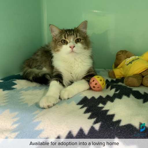 Photo of cat with ID of : C260291.