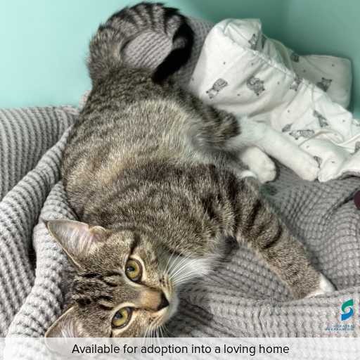 Photo of cat with ID of : Toby.