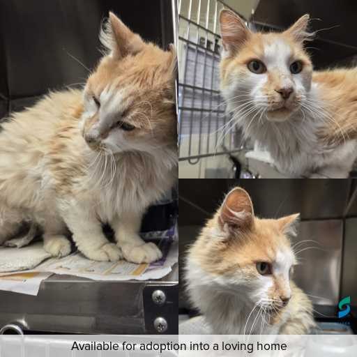 Photo of cat with ID of : C260320.