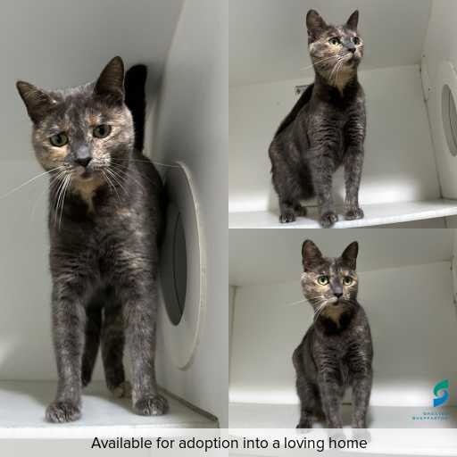 Photo of cat with ID of : C260323.
