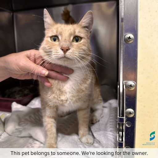 Photo of cat with ID of : C260335.