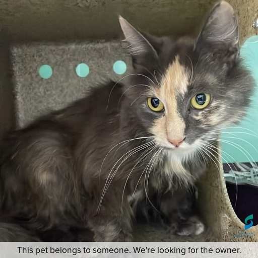 Photo of cat with ID of : C260345.
