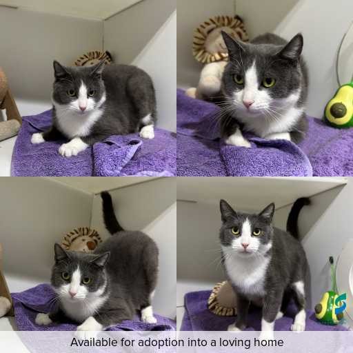 Photo of cat with ID of : C260346.