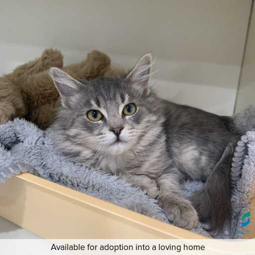 Photo of cat with ID of : C260352.