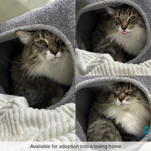 Photo of cat with ID of : C260355.