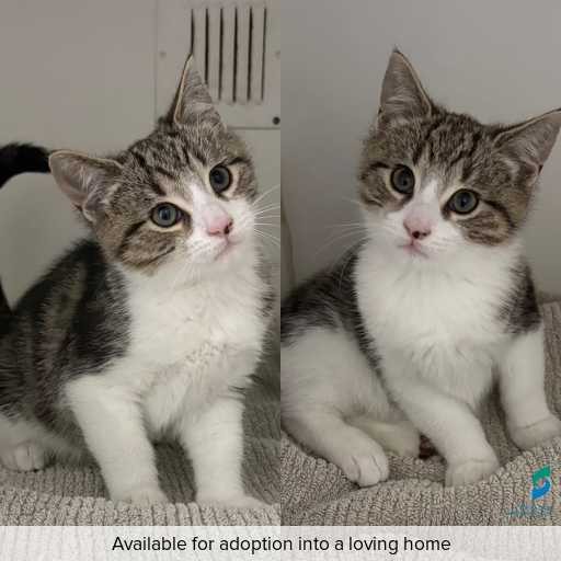 Photo of cat with ID of : C260391.