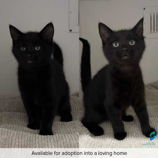 Photo of cat with ID of : C260392.