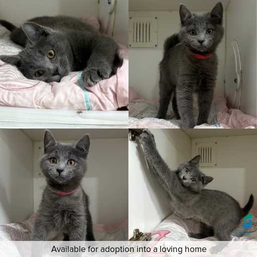 Photo of cat with ID of : C260402.