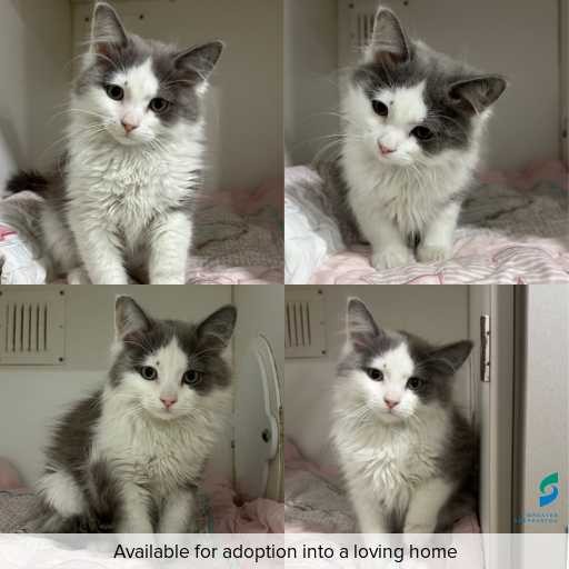 Photo of cat with ID of : C260404.