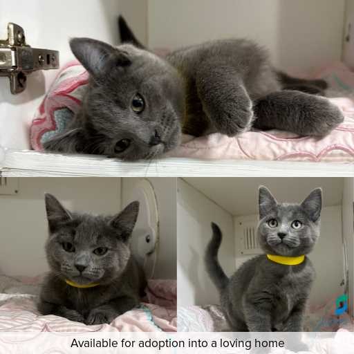 Photo of cat with ID of : C260408.