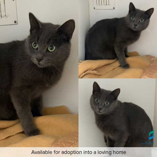 Photo of cat with ID of : C260436.