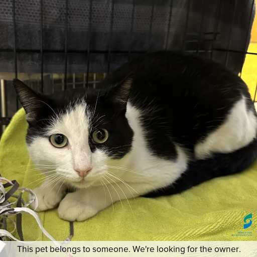 Photo of cat with ID of : C260455.