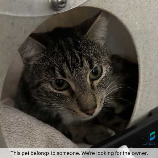 Photo of cat with ID of : C260457.