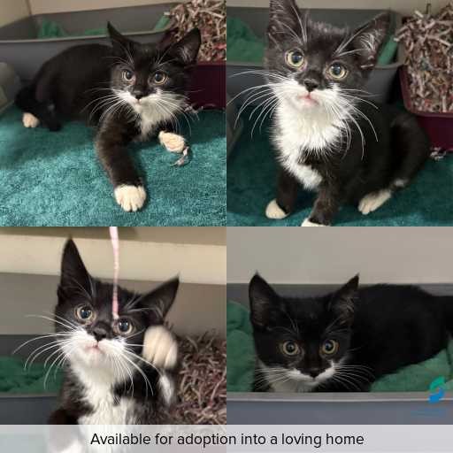 Photo of cat with ID of : C260460.