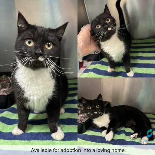 Photo of cat with ID of : C260466.