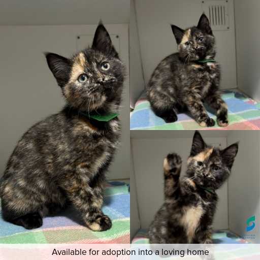 Photo of cat with ID of : C260471.
