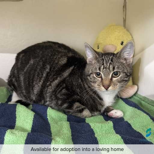 Photo of cat with ID of : C260474.