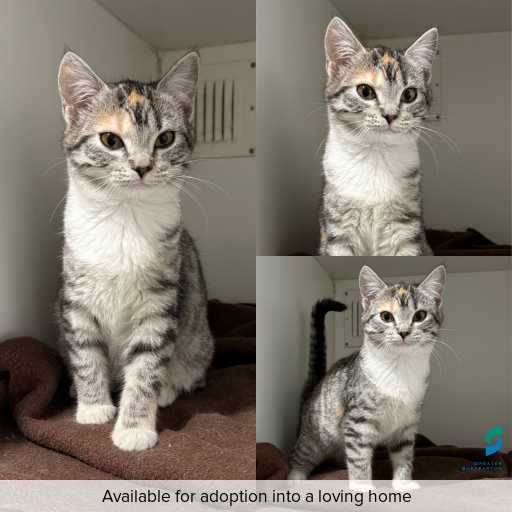 Photo of cat with ID of : C260492.