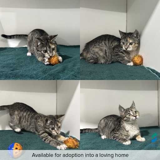 Photo of cat with ID of : C260495.