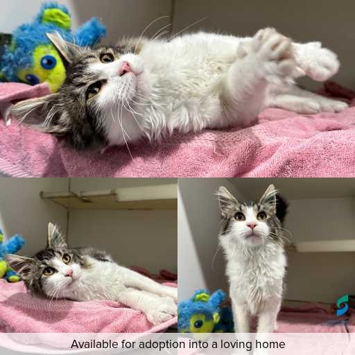 Photo of cat with ID of : C260499.