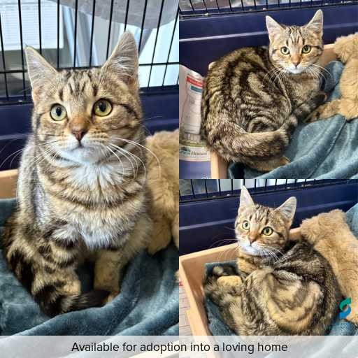 Photo of cat with ID of : C260548.