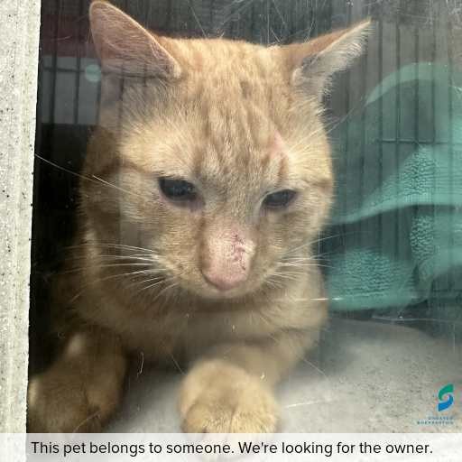 Photo of cat with ID of : C260550.