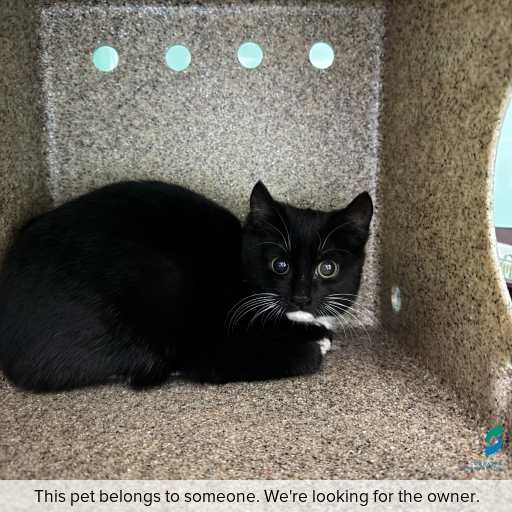 Photo of cat with ID of : C260551.