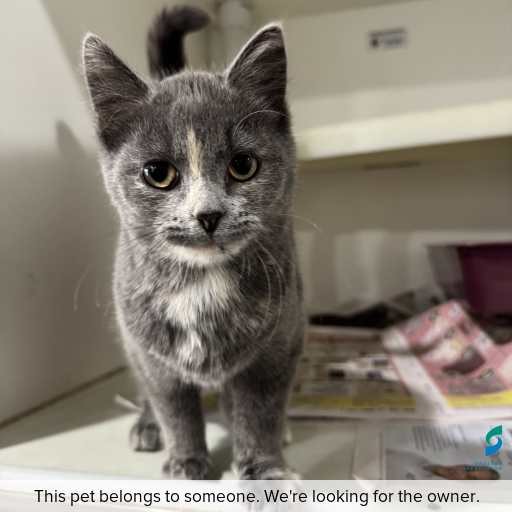 Photo of cat with ID of : C260554.