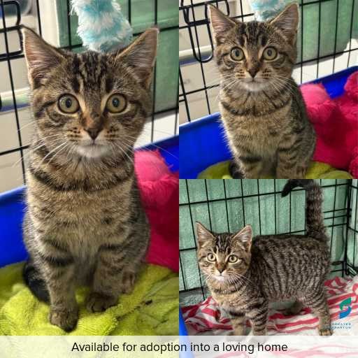Photo of cat with ID of : C260561.