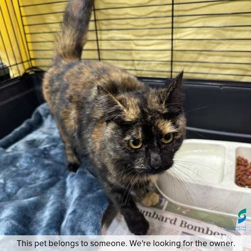 Photo of cat with ID of : C260568.