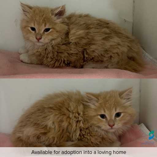 Photo of cat with ID of : C260594.