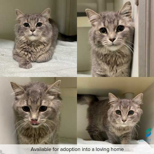 Photo of cat with ID of : C260631.