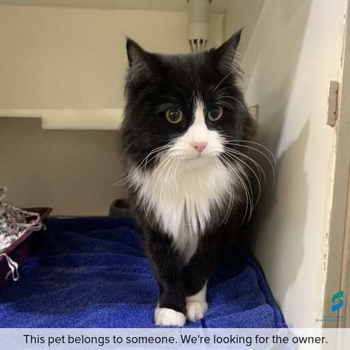 Photo of cat with ID of : C260642.